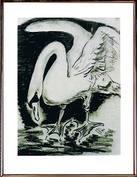 Z00020-250 Schwan